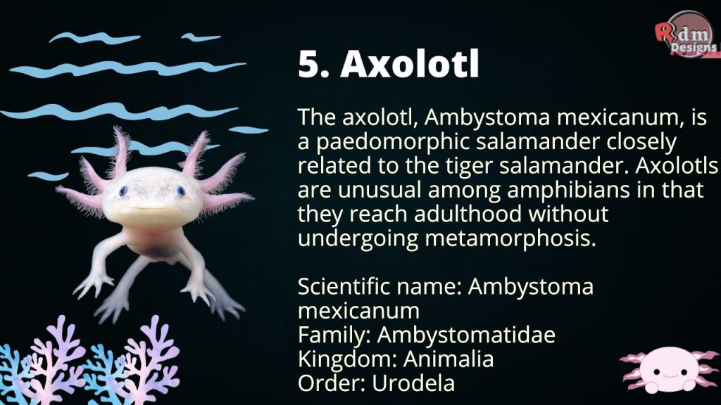 Axolotl
