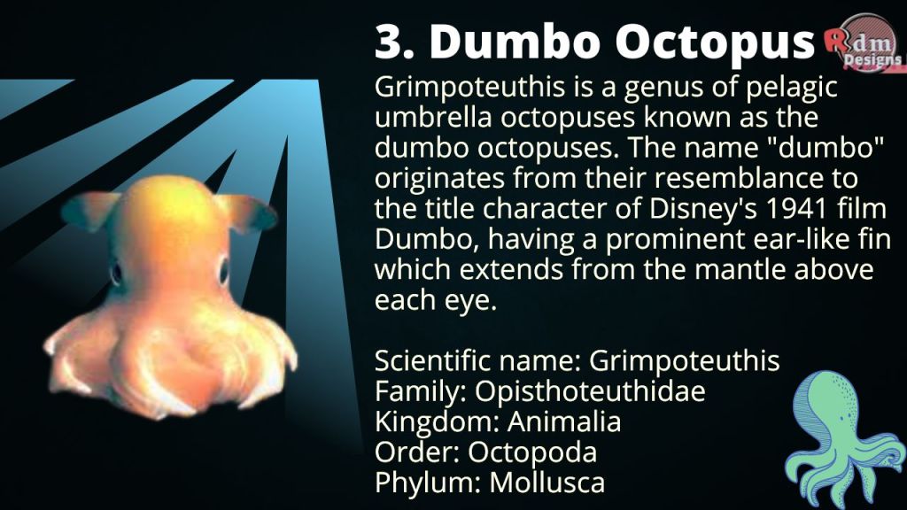 Dumbo Octopuses
