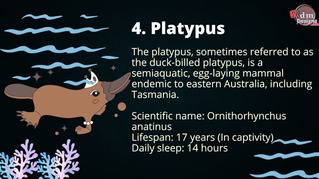 Platypus

