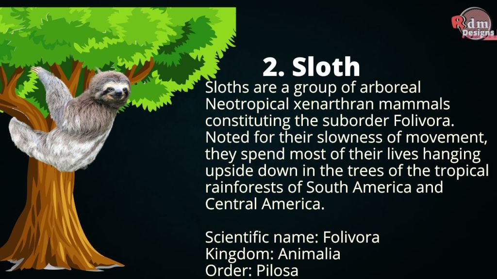 Sloth
